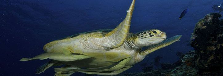 Sea turtle swimming above the reef